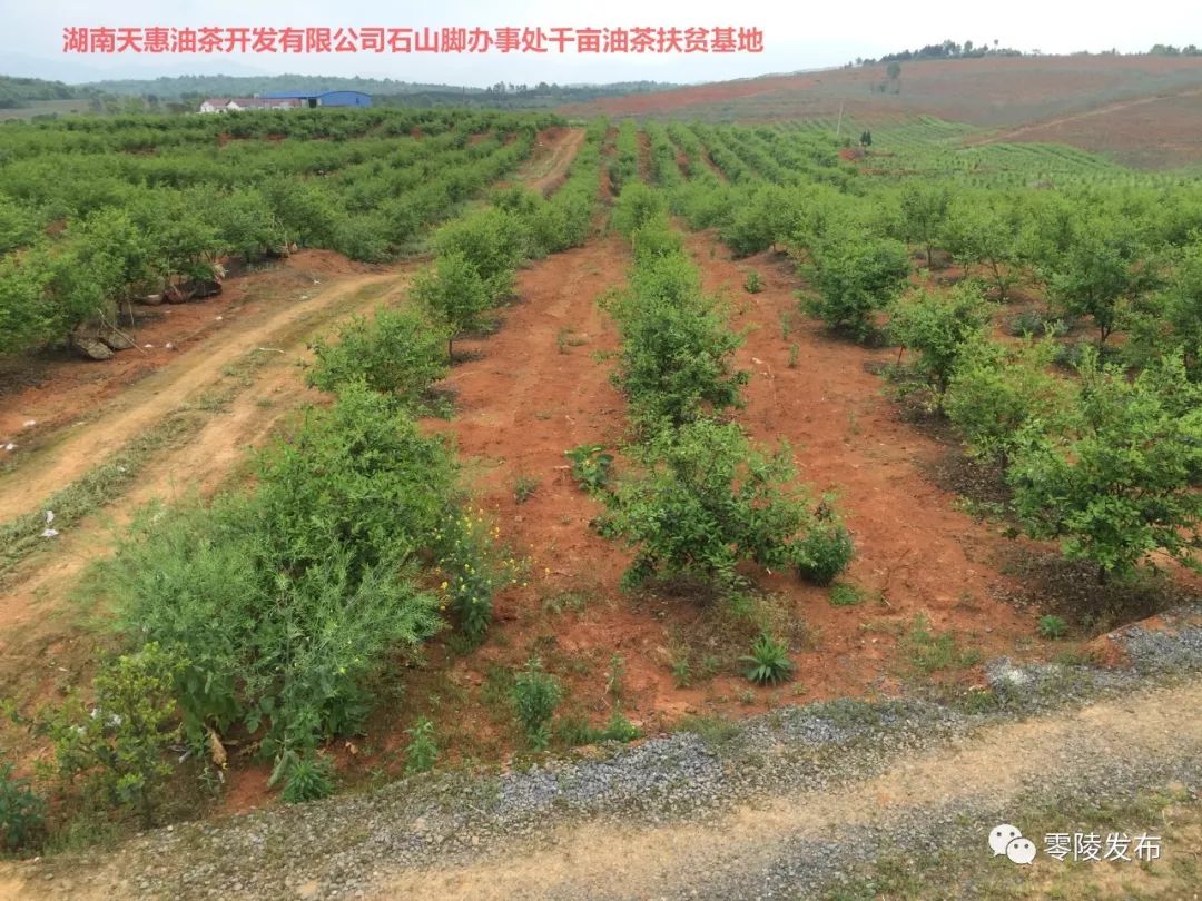 江夏区农业农村局最新新闻动态，乡村振兴与农业现代化同步推进