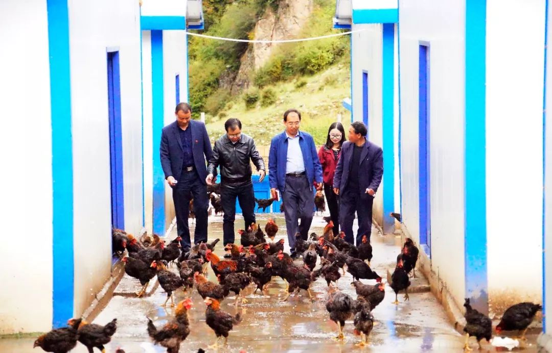 加麻村最新资讯概览